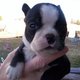 Boston Terrier Girl