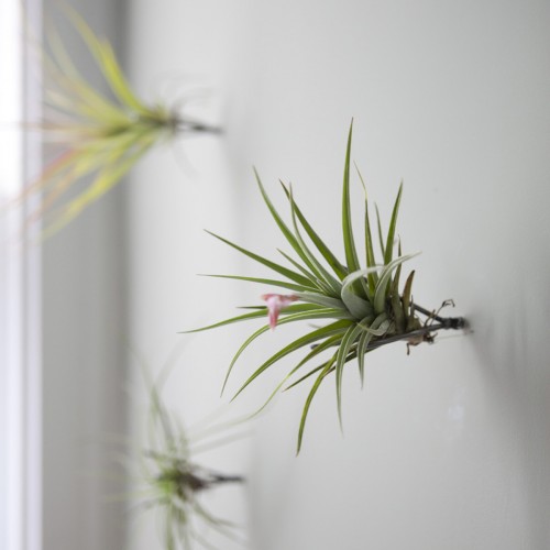 The Thigmotrope Satellite Fleet ($40 for a set of three) are minimalist tools used to create indoor vertical gardens on your wall.
Just screw them into your wall and mount tillandsia air plants (not included) to create a cool living art installation.
The Thigmotrope Satellite Fleet ($40 for a set of three) are minimalist tools used to create indoor vertical gardens on your wall.
Just screw them into your wall and mount tillandsia air plants (not included) to create a cool living art installation.