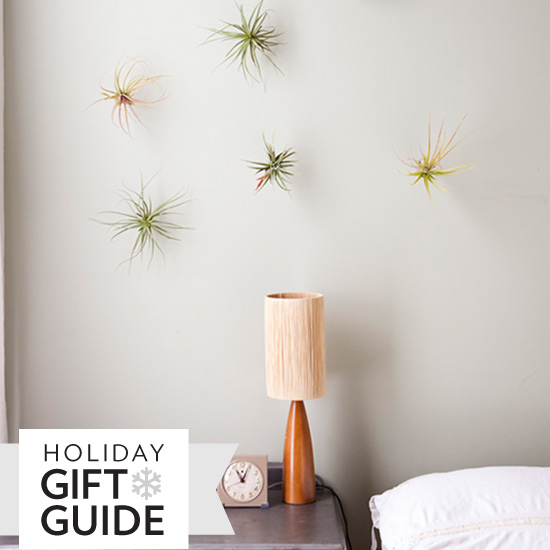 Cool Modern Gift Plants