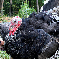 Heritage Turkeys