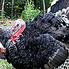 Heritage Turkeys
