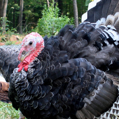 Heritage Turkeys