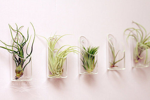 Medium Air Plant and Glass Vase // Wedding Favor by PetitBeast