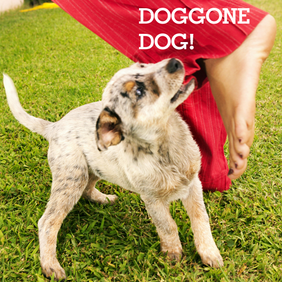 Top 10 Things Dogs Eat (Other Than Food)! Top 10 Things Dogs Eat (Other Than Food)!