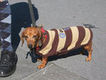 Cute Little Dogs Everywhere