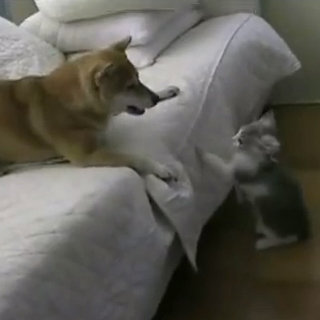 Cute Video of Dog and Cat Playing on Couch