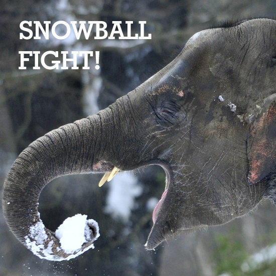 Watch Out For This Elephant's Giant Snowballs Watch Out For This Elephant's Giant Snowballs