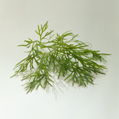 What to Do With Leftover Dill