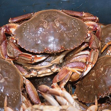 How to Choose Live Crab