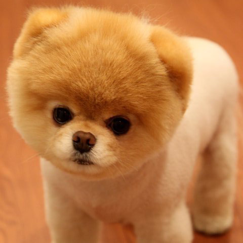 Cutest Pomeranian Dog Boo's Best Photos of 2011