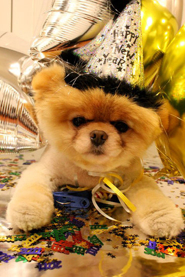Party Animal Party Animal