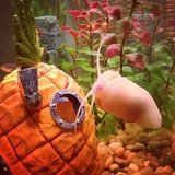 This is Gary, my golden snail. There are many like him, but this one cleans my aquarium glass.