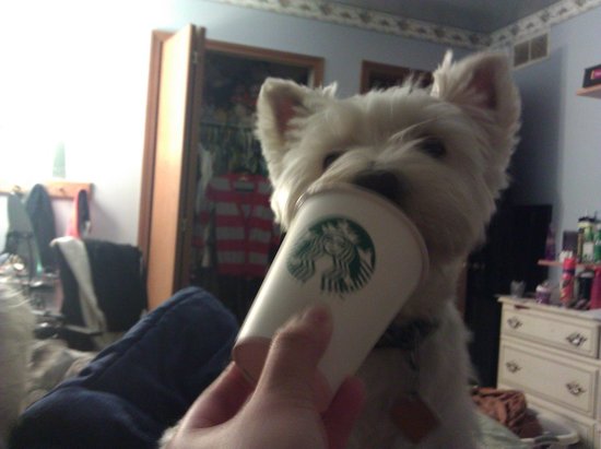 Toblerone enjoying his Starbucks puppuccino!