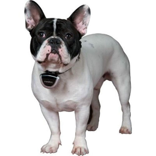 Dogtek Eyenimal Digital Videocam ($100) Dogtek Eyenimal Digital Videocam ($100)