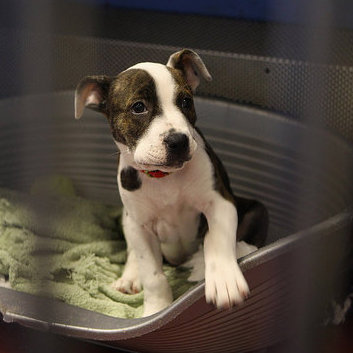 Things to Buy or Donate For Animal Shelter Staff Members
