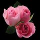 pinkrose21
