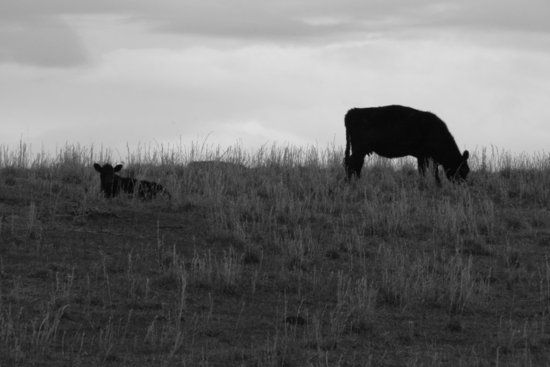 Moo