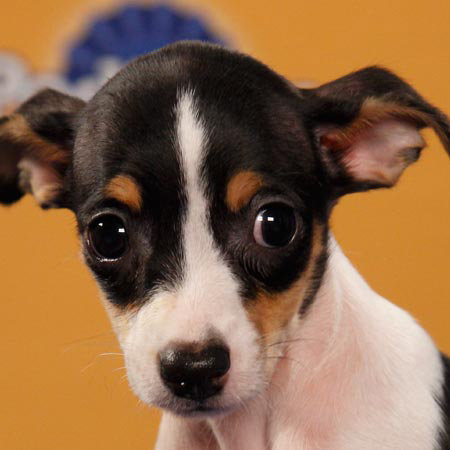 Puppy Bowl VIII 2012 Starting Lineup Pictures Puppy Bowl VIII 2012 Starting Lineup Pictures