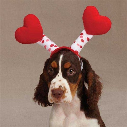 We couldn't resist. Maybe if you give your dog those treats, he'll even let you wear these Love Bug antennae.
We couldn't resist. Maybe if you give your dog those treats, he'll even let you wear these Love Bug antennae.