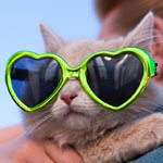 Find Out How Your Cat Could Win You $1,000!