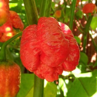 Trinidad Moruga Scorpion: World's Hottest Pepper