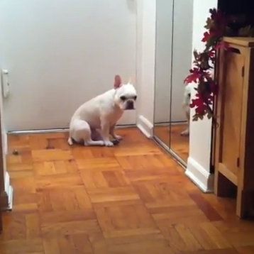 Sad French Bulldog Crying With Adele Video