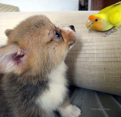 A close encounter of the cute kind.
Source: Flickr user sⓘndy°
A close encounter of the cute kind.
Source: Flickr user sⓘndy°