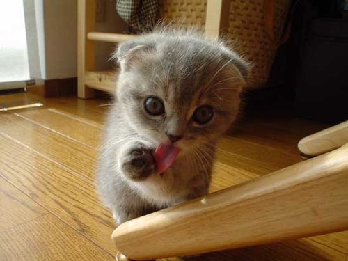 I may look cute, but just wait till I introduce you to Knives on my right and Blades on my left!
Source: Flickr user julesagogo
I may look cute, but just wait till I introduce you to Knives on my right and Blades on my left!
Source: Flickr user julesagogo