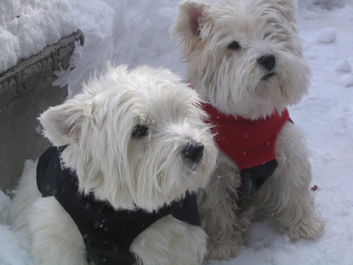 You mean we put on these silly sweaters just so we could sit out here in the cold?
Source: Flickr user ValerieZinger
You mean we put on these silly sweaters just so we could sit out here in the cold?
Source: Flickr user ValerieZinger