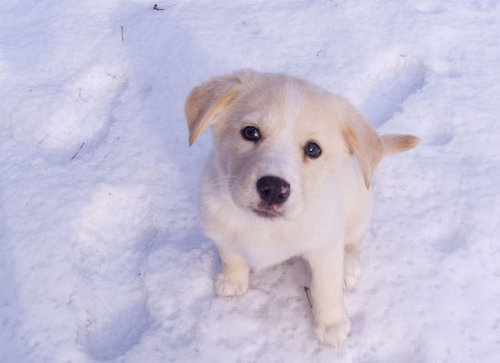 You wouldn't leave me out in the cold, would you?
Source: Flickr user jpctalbot
You wouldn't leave me out in the cold, would you?
Source: Flickr user jpctalbot