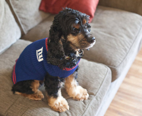 The Super Bowl champs' biggest fan.
Source: Flickr user neil conway
The Super Bowl champs' biggest fan.
Source: Flickr user neil conway
