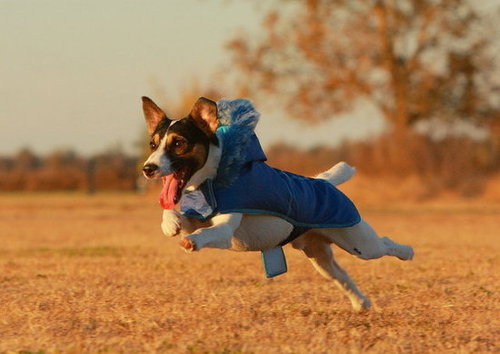Springing for joy.
Source: Flickr user Emery_Way
Springing for joy.
Source: Flickr user Emery_Way