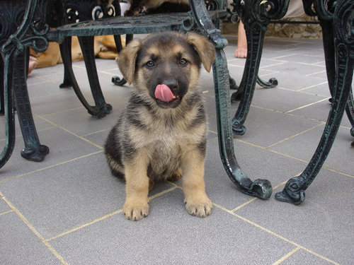 That hot dog sure looks tasty!
Source: Flickr user ♡Blackangelツ
That hot dog sure looks tasty!
Source: Flickr user ♡Blackangelツ