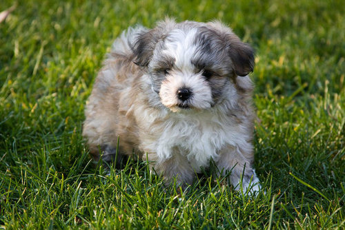 Who called me Peter Cottontail? I'm all dog!
Source: Flickr user wsilver
Who called me Peter Cottontail? I'm all dog!
Source: Flickr user wsilver