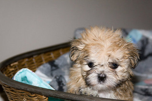 Even the cutest of us get bed head.
Source: Flickr user wsilver
Even the cutest of us get bed head.
Source: Flickr user wsilver