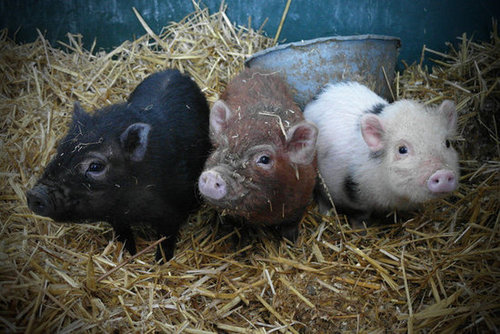 Hey, this is none of your hog-gone business!
Source: Flickr user Meneer Zjeroen
Hey, this is none of your hog-gone business!
Source: Flickr user Meneer Zjeroen