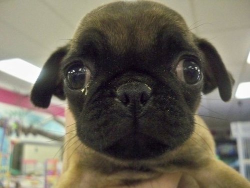 A bug-eyed bugaboo.
Source: Flickr user D.C.Atty
A bug-eyed bugaboo.
Source: Flickr user D.C.Atty