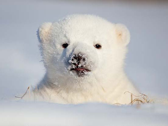 Cute Animal Heart