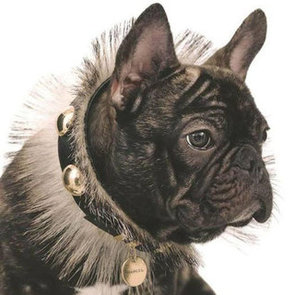 Marcel Nars, French Bulldog Beauty Model, Dies
