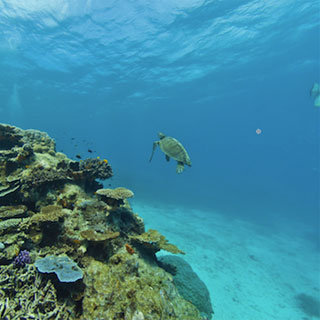 Underwater Views on Google Earth