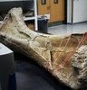 3D Dinosaur Bones