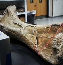 3D Dinosaur Bones