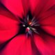 rosielips