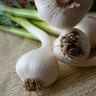 Health Benefits of Green Garlic