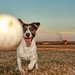 Play Impromptu Doggie Sports