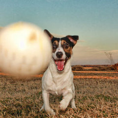 Dog Activities For Spring