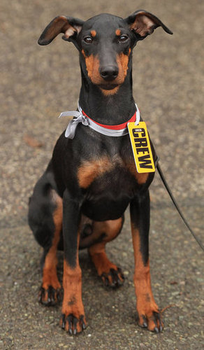 Manchester Terrier Manchester Terrier