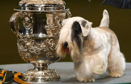 Sealyham Terrier Sealyham Terrier