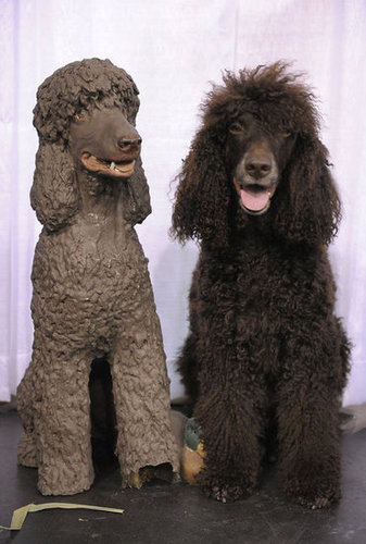 Irish Water Spaniel Irish Water Spaniel
