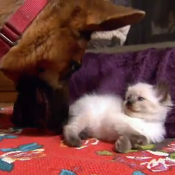 Cute Video of Ragdoll Kitten Befriending German Shepherd Dog